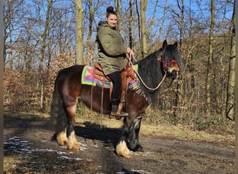 Cob Irlandese / Tinker / Gypsy Vanner, Giumenta, 9 Anni, 132 cm, Baio