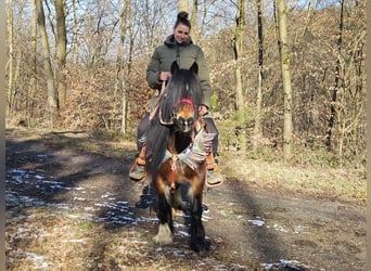 Cob Irlandese / Tinker / Gypsy Vanner, Giumenta, 9 Anni, 132 cm, Baio