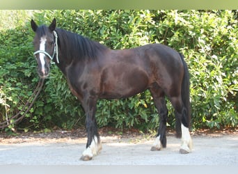 Cob Irlandese / Tinker / Gypsy Vanner, Giumenta, 9 Anni, 133 cm, Morello