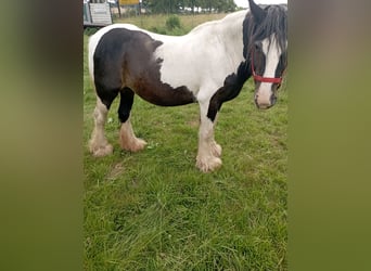 Cob Irlandese / Tinker / Gypsy Vanner, Giumenta, 9 Anni, 138 cm, Pezzato