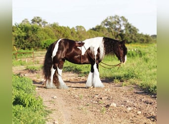 Cob Irlandese / Tinker / Gypsy Vanner, Giumenta, 9 Anni, 142 cm