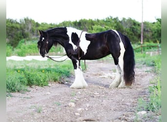 Cob Irlandese / Tinker / Gypsy Vanner, Giumenta, 9 Anni, 142 cm