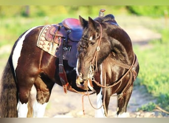 Cob Irlandese / Tinker / Gypsy Vanner, Giumenta, 9 Anni, 142 cm