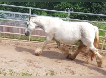 Cob Irlandese / Tinker / Gypsy Vanner, Giumenta, 9 Anni, 145 cm, Pezzato