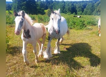 Cob Irlandese / Tinker / Gypsy Vanner, Giumenta, 9 Anni, 145 cm, Pezzato