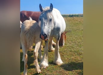 Cob Irlandese / Tinker / Gypsy Vanner, Giumenta, 9 Anni, 145 cm, Pezzato