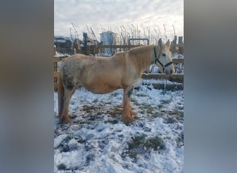 Cob Irlandese / Tinker / Gypsy Vanner, Giumenta, 9 Anni, 145 cm, Pezzato