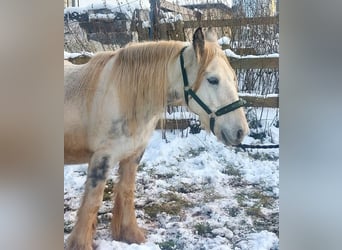 Cob Irlandese / Tinker / Gypsy Vanner, Giumenta, 9 Anni, 145 cm, Pezzato