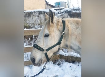 Cob Irlandese / Tinker / Gypsy Vanner, Giumenta, 9 Anni, 145 cm, Pezzato