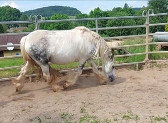 Cob Irlandese / Tinker / Gypsy Vanner, Giumenta, 9 Anni, 145 cm, Pezzato