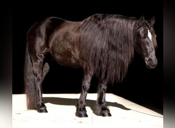 Cob Irlandese / Tinker / Gypsy Vanner Mix, Giumenta, 9 Anni, 147 cm, Morello