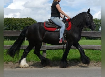 Cob Irlandese / Tinker / Gypsy Vanner, Giumenta, 9 Anni, 150 cm, Morello