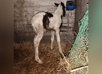 Cob Irlandese / Tinker / Gypsy Vanner, Giumenta, Puledri
 (04/2023), 150 cm, Pezzato