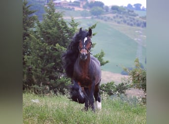 Cob Irlandese / Tinker / Gypsy Vanner, Stallone, 13 Anni, 150 cm, Baio