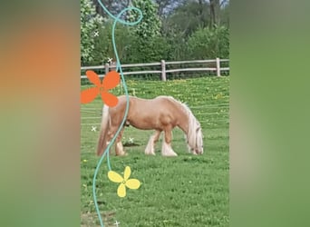 Cob Irlandese / Tinker / Gypsy Vanner, Stallone, 13 Anni, 150 cm, Palomino