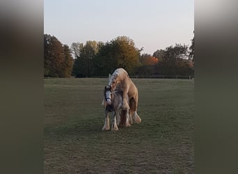 Cob Irlandese / Tinker / Gypsy Vanner, Stallone, 13 Anni, 150 cm, Palomino