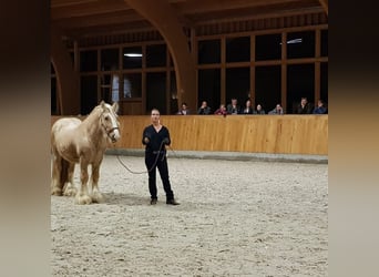 Cob Irlandese / Tinker / Gypsy Vanner, Stallone, 13 Anni, 150 cm, Palomino