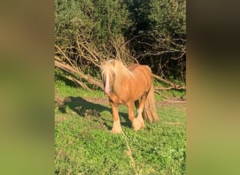 Cob Irlandese / Tinker / Gypsy Vanner, Stallone, 13 Anni, 150 cm, Palomino