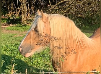 Cob Irlandese / Tinker / Gypsy Vanner, Stallone, 13 Anni, 150 cm, Palomino