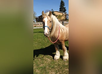 Cob Irlandese / Tinker / Gypsy Vanner, Stallone, 13 Anni, 150 cm, Palomino