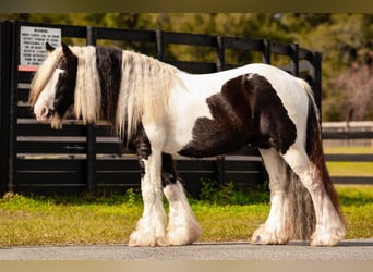 Cob Irlandese / Tinker / Gypsy Vanner, Stallone, 14 Anni, 145 cm, Tobiano-tutti i colori