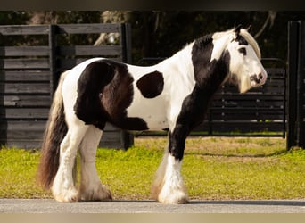 Cob Irlandese / Tinker / Gypsy Vanner, Stallone, 14 Anni, 145 cm, Tobiano-tutti i colori