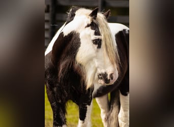 Cob Irlandese / Tinker / Gypsy Vanner, Stallone, 14 Anni, 145 cm, Tobiano-tutti i colori