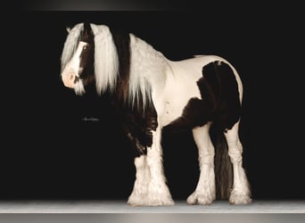 Cob Irlandese / Tinker / Gypsy Vanner, Stallone, 14 Anni, 145 cm, Tobiano-tutti i colori