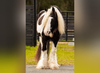 Cob Irlandese / Tinker / Gypsy Vanner, Stallone, 14 Anni, 145 cm, Tobiano-tutti i colori