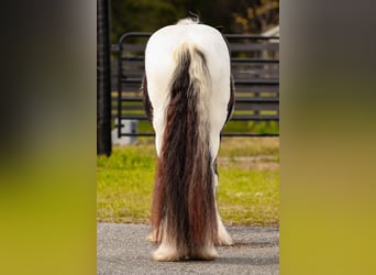 Cob Irlandese / Tinker / Gypsy Vanner, Stallone, 14 Anni, 145 cm, Tobiano-tutti i colori