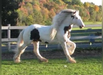 Cob Irlandese / Tinker / Gypsy Vanner, Stallone, 19 Anni, 163 cm
