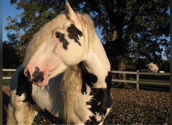 Cob Irlandese / Tinker / Gypsy Vanner, Stallone, 19 Anni, 163 cm