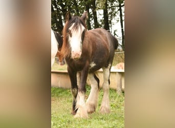 Cob Irlandese / Tinker / Gypsy Vanner, Stallone, 1 Anno, 115 cm, Sabino