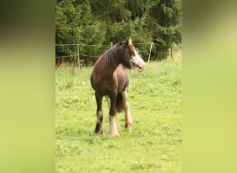 Cob Irlandese / Tinker / Gypsy Vanner, Stallone, 1 Anno, 115 cm, Sabino