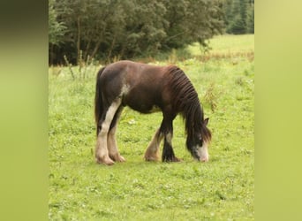 Cob Irlandese / Tinker / Gypsy Vanner, Stallone, 1 Anno, 115 cm, Sabino