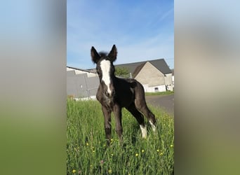 Cob Irlandese / Tinker / Gypsy Vanner, Stallone, 1 Anno, 140 cm, Morello