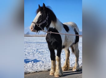 Cob Irlandese / Tinker / Gypsy Vanner, Stallone, 1 Anno, 140 cm, Pezzato