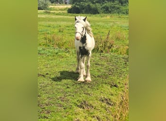 Cob Irlandese / Tinker / Gypsy Vanner, Stallone, 1 Anno, 145 cm, Overo-tutti i colori