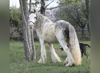 Cob Irlandese / Tinker / Gypsy Vanner, Stallone, 1 Anno, 145 cm, Pezzato