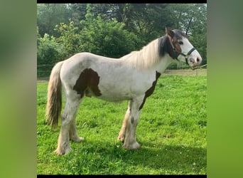 Cob Irlandese / Tinker / Gypsy Vanner Mix, Stallone, 1 Anno, 145 cm, Pezzato