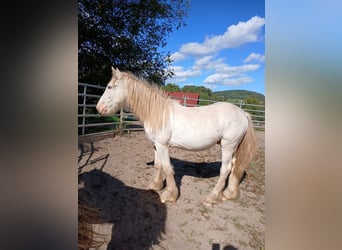 Cob Irlandese / Tinker / Gypsy Vanner, Stallone, 1 Anno, 153 cm, Sabino