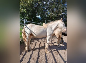 Cob Irlandese / Tinker / Gypsy Vanner, Stallone, 1 Anno, 153 cm, Sabino