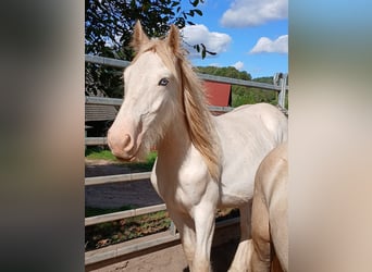 Cob Irlandese / Tinker / Gypsy Vanner, Stallone, 1 Anno, 153 cm, Sabino