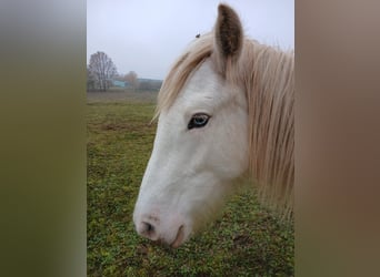 Cob Irlandese / Tinker / Gypsy Vanner, Stallone, 1 Anno, 153 cm, Sabino