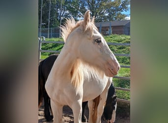 Cob Irlandese / Tinker / Gypsy Vanner, Stallone, 1 Anno, 153 cm, Sabino