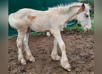 Cob Irlandese / Tinker / Gypsy Vanner, Stallone, 1 Anno, 154 cm, Sabino