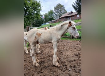 Cob Irlandese / Tinker / Gypsy Vanner, Stallone, 1 Anno, 154 cm, Sabino