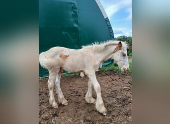 Cob Irlandese / Tinker / Gypsy Vanner, Stallone, 1 Anno, 154 cm, Sabino