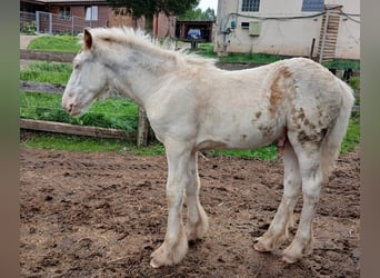 Cob Irlandese / Tinker / Gypsy Vanner, Stallone, 1 Anno, 154 cm, Sabino