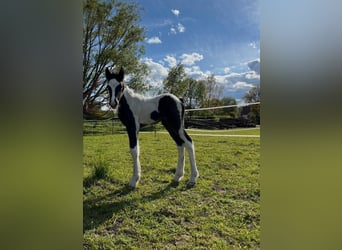 Cob Irlandese / Tinker / Gypsy Vanner, Stallone, 1 Anno, 158 cm, Pezzato